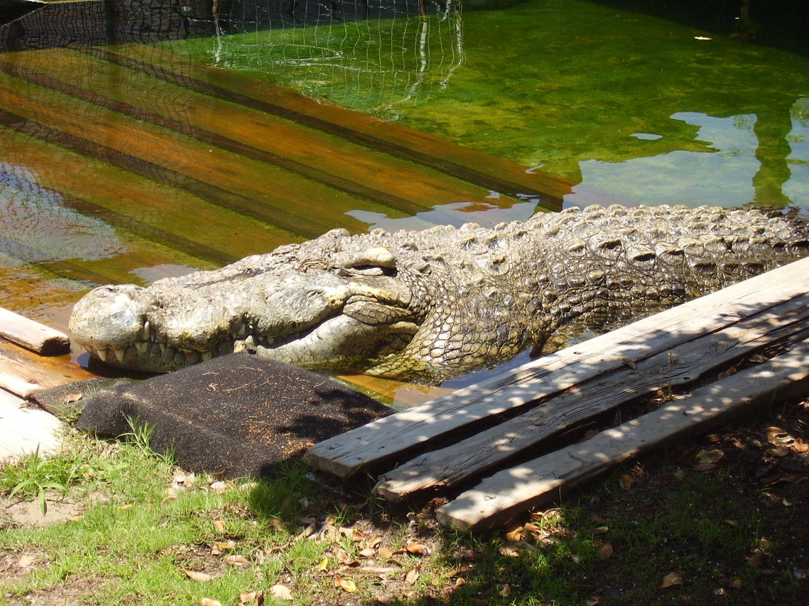 Utan Siam:Salty Hybrid- AA JUN08 VI