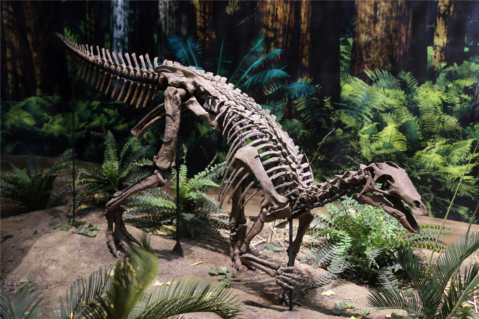 Uteodon aphanoecetes