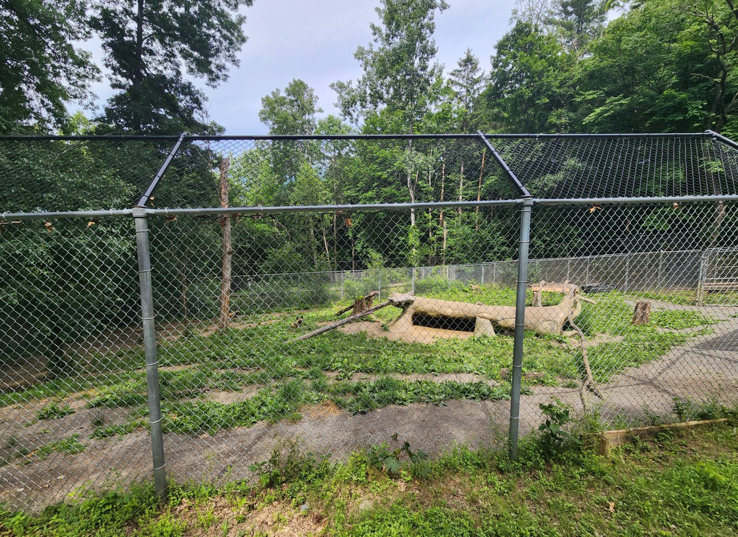 Utica Zoo - African Wild Dog enclosure
