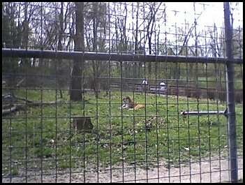 Utica Zoo- Amur Tiger Exhibit