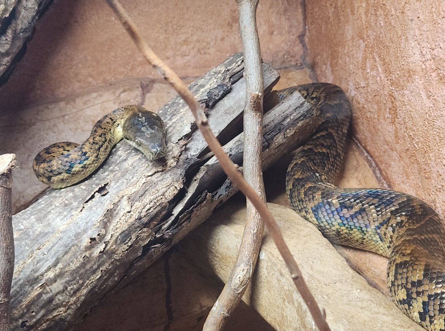 Utica Zoo - Chilabothrus subflavus