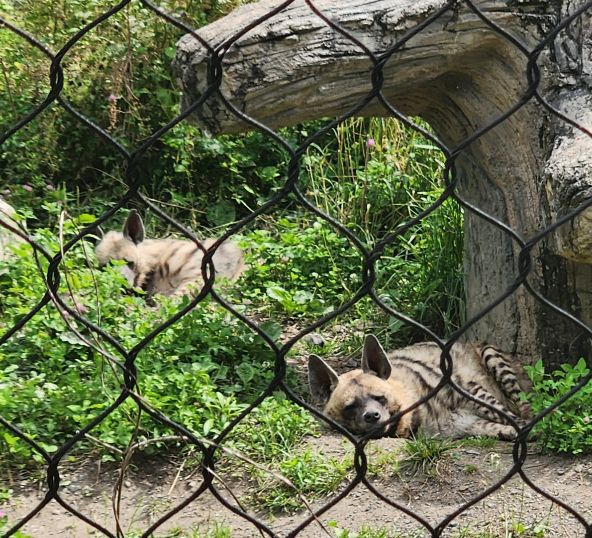 Utica Zoo - Striped Hyenas