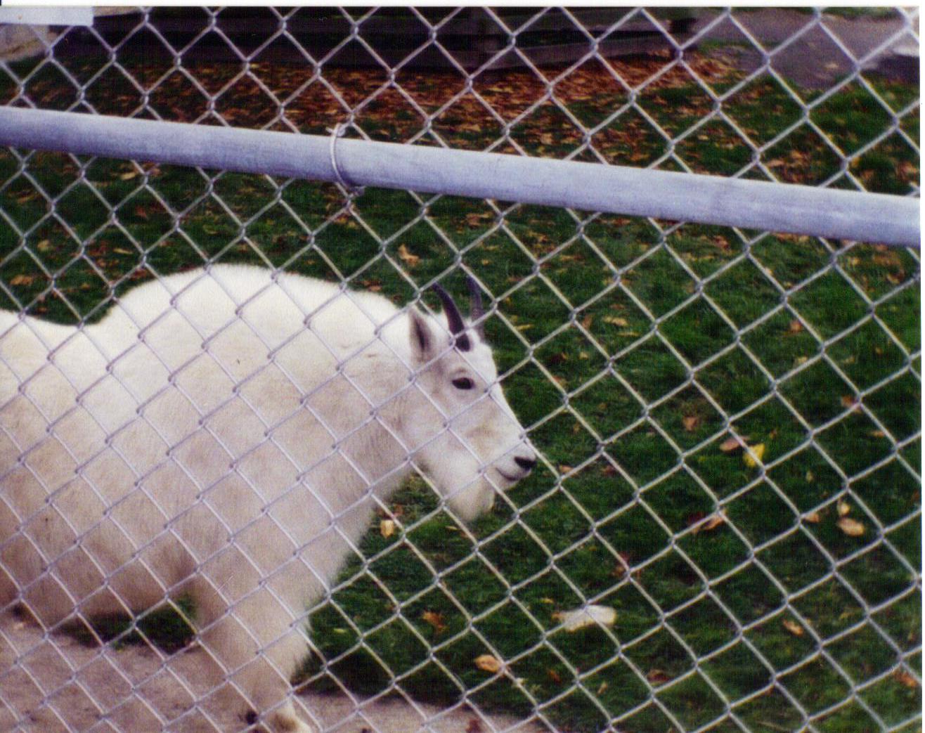 Utica zoo