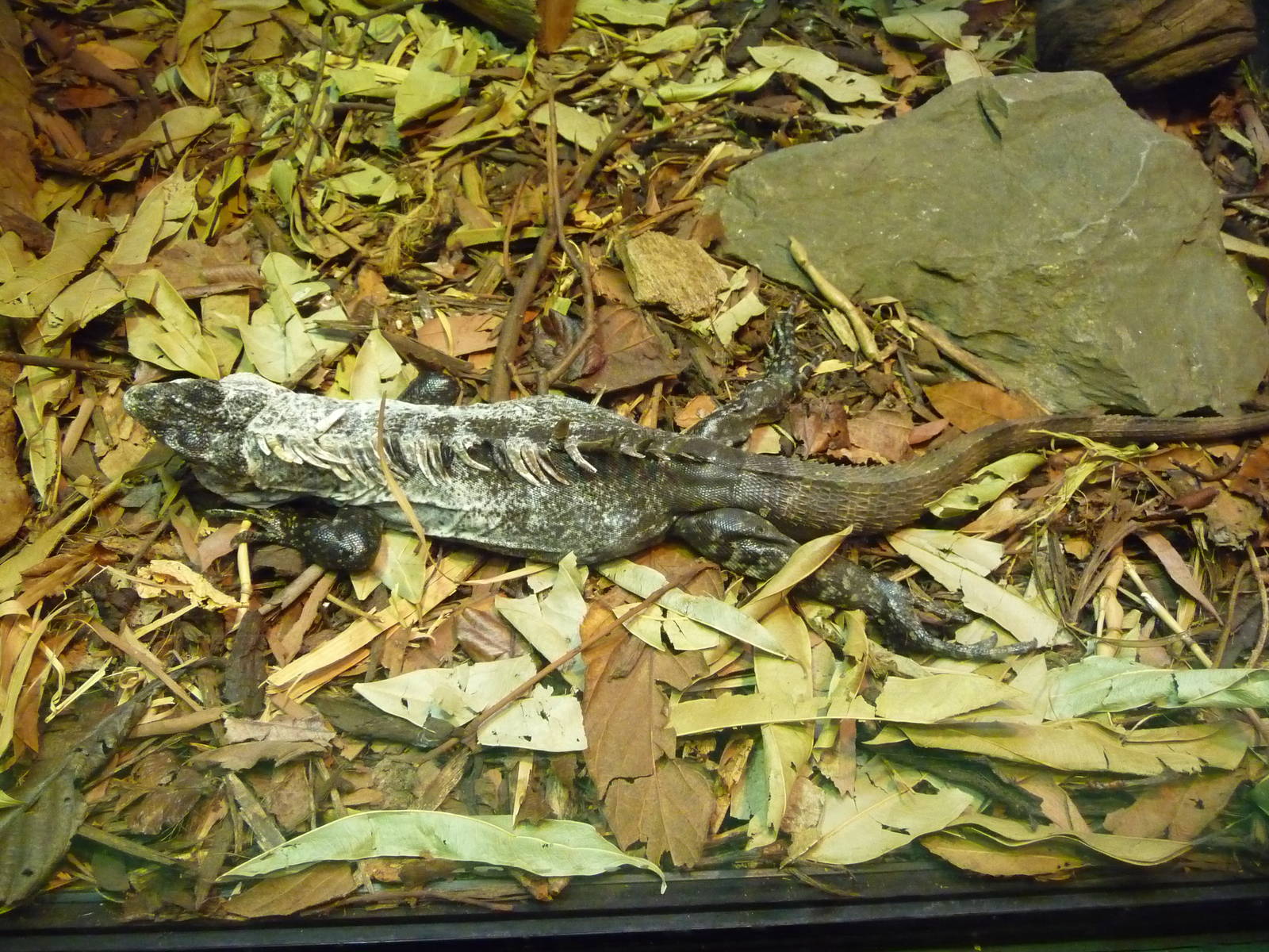 Utila Iguana London Zoo