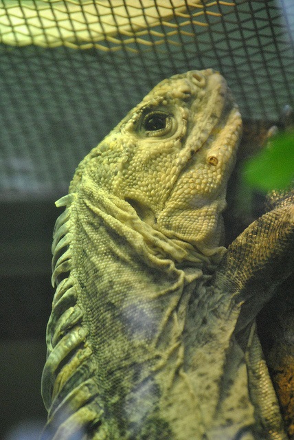 Utila iguana