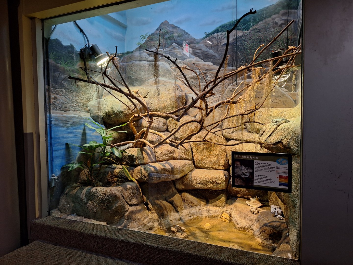 Utila Island Iguana enclosure