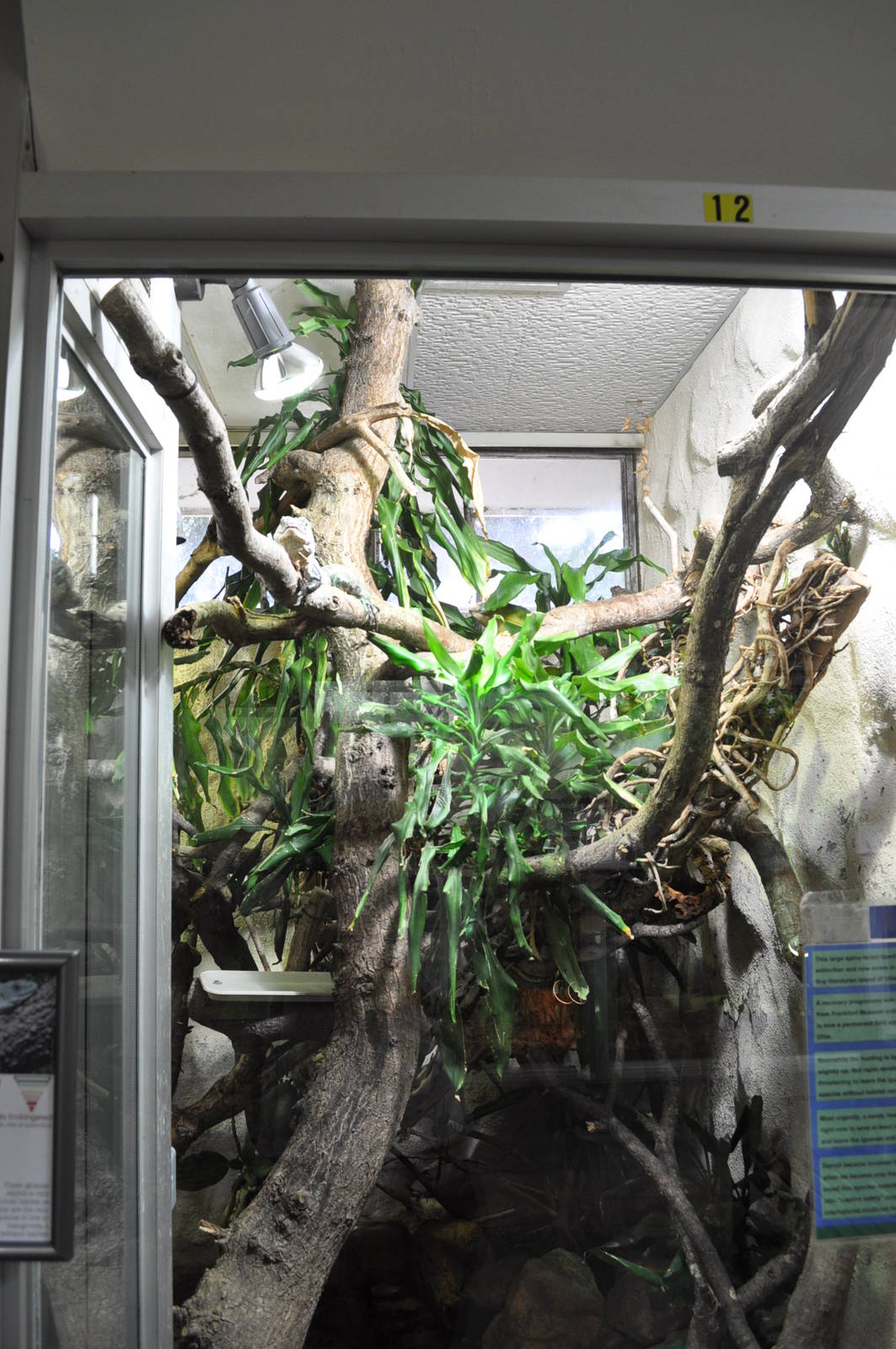 Utila Island Iguana Exhibit.