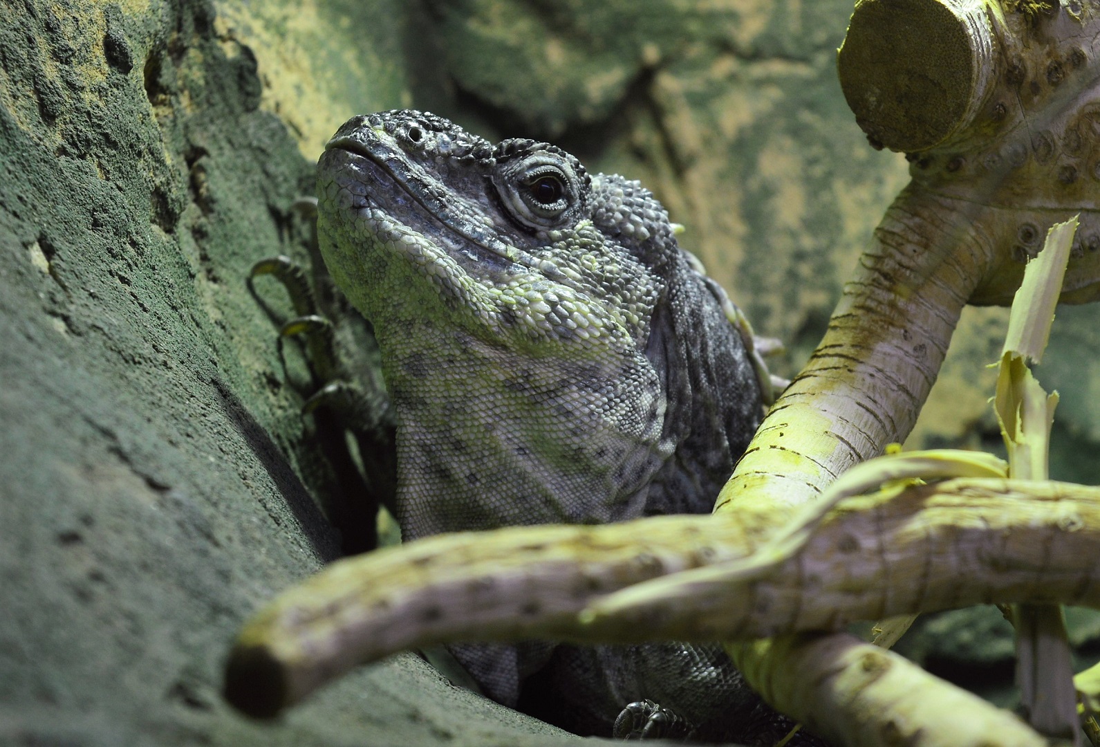 Utila Island Iguana