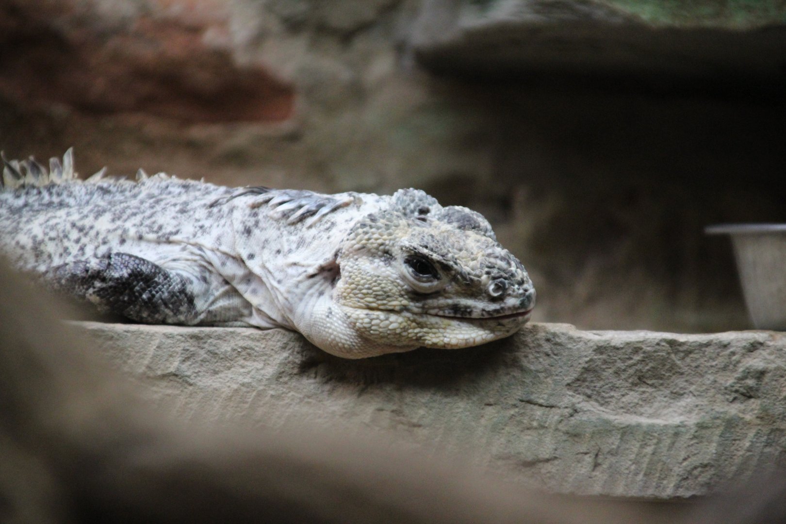 Utila Island Iguana