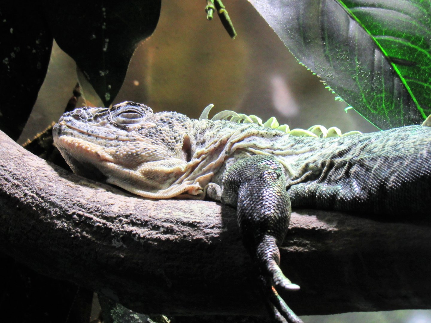 Utila Island Spiny-Tailed Iguana