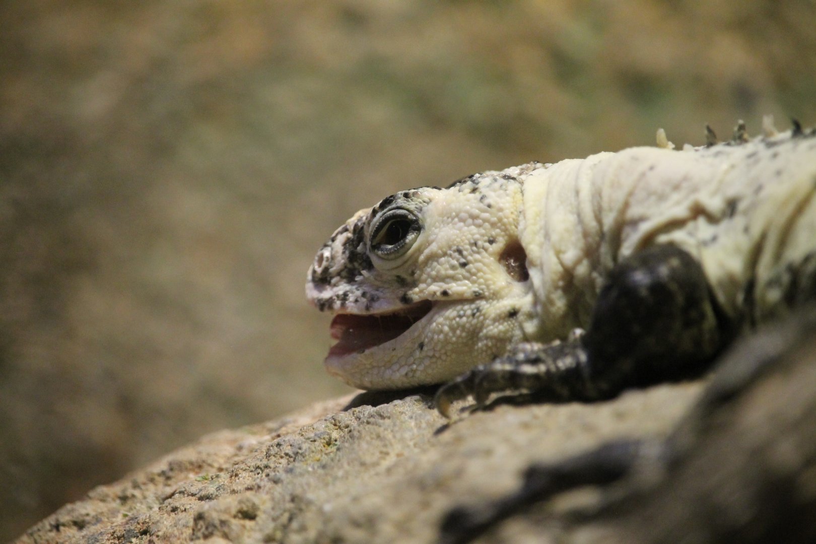 Utila island spinytail iguana (Ctenosaura bakeri)