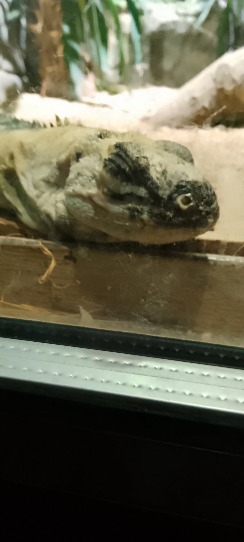 Utila Spiny Tailed Iguana 120425