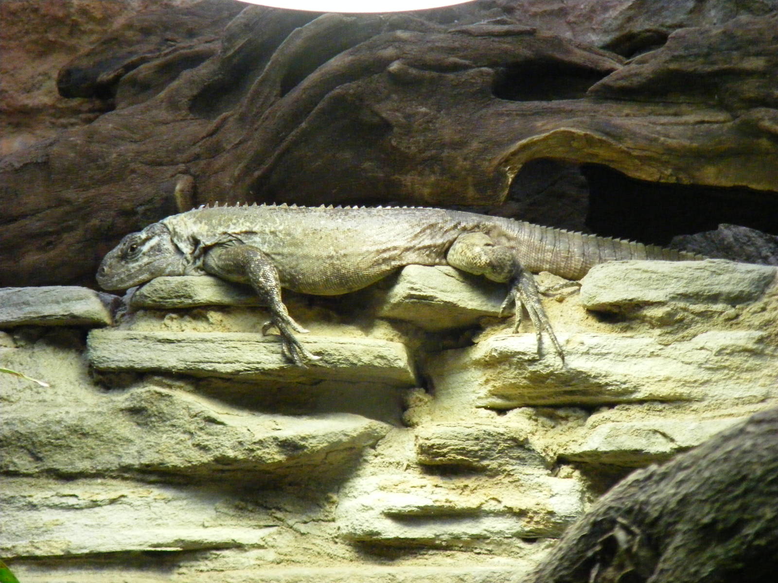 Utila spiny tailed iguana at Bristol Zoo, 1 August 2010