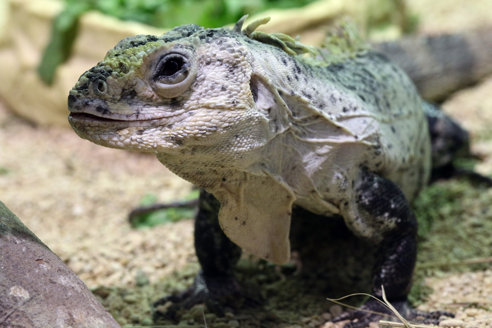 Utila Spiny-tailed Iguana at Cotswold Wildlife Park 3/8/2021