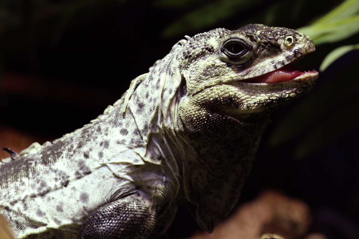 Utila Spiny-tailed Iguana at ZSL London Zoo 2/11/2018