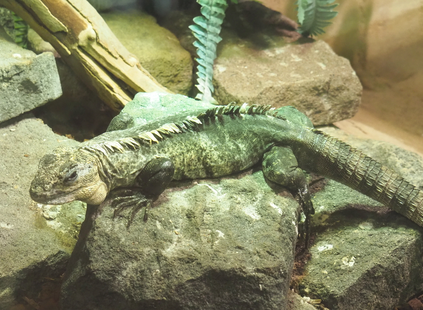 Utila spiny-tailed iguana (Ctenosaura bakeri), 2021-09-03
