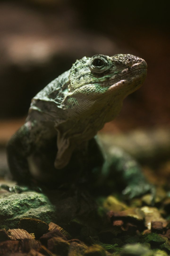 Utila spiny-tailed iguana (Ctenosaura bakeri)