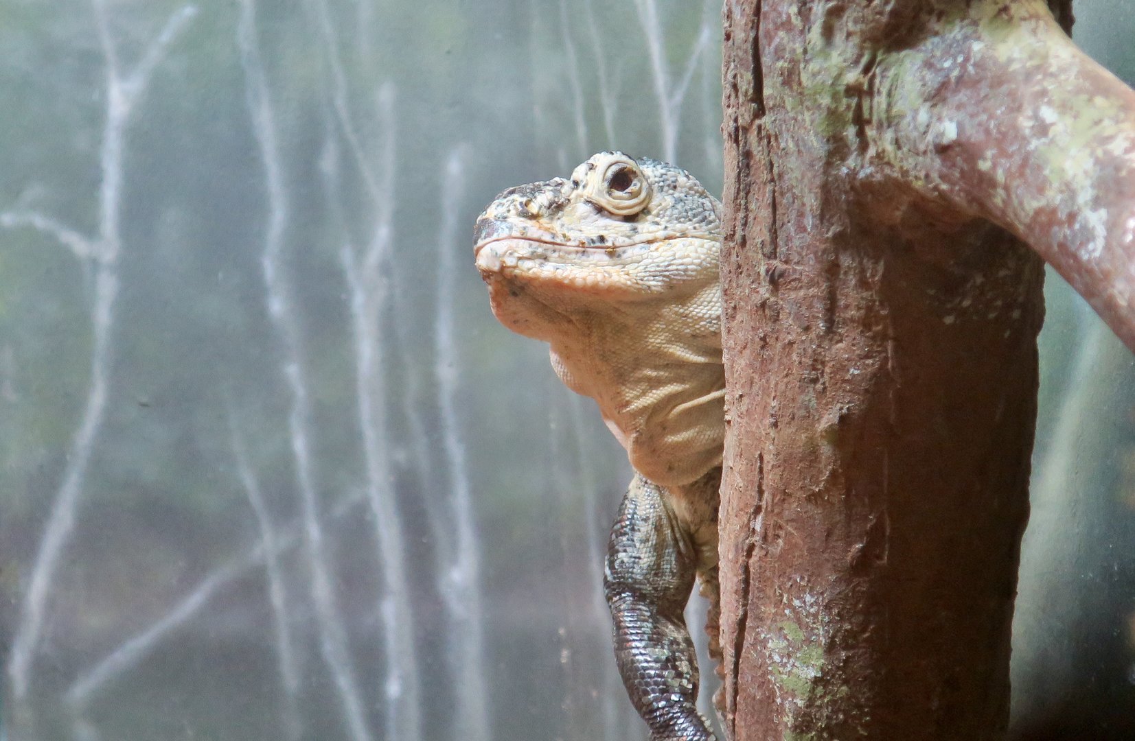 Utila Spiny-Tailed Iguana (Ctenosaura bakeri)