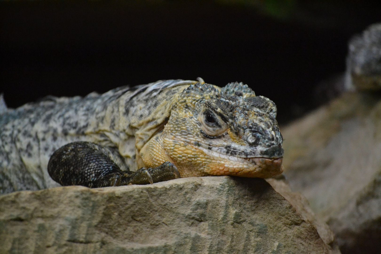Utila Spiny Tailed Iguana - December 2015
