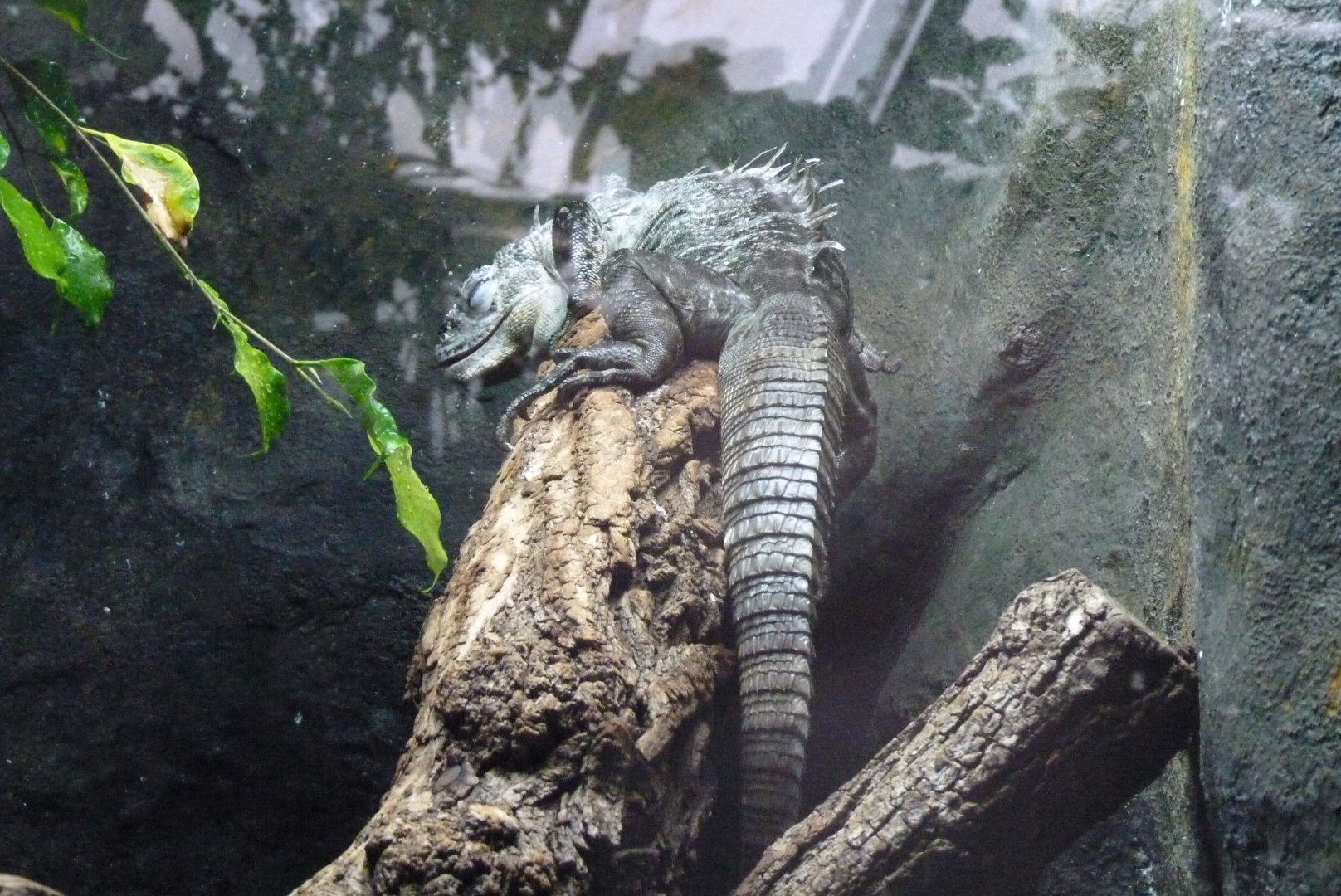 Utila spiny-tailed Iguana, December 2016