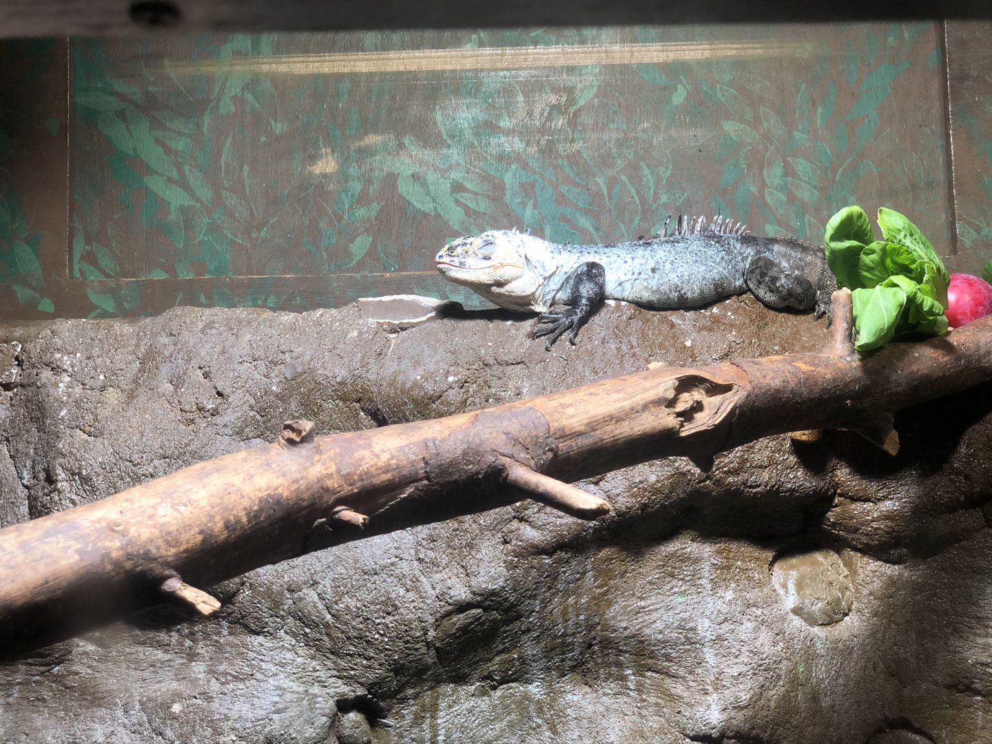 Utila Spiny-tailed Iguana Enclosure at Tropical World (July 2020)