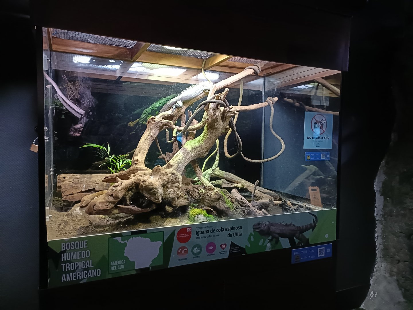 Utila spiny-tailed iguana exhibit - Bioparc Acuario de Gijón