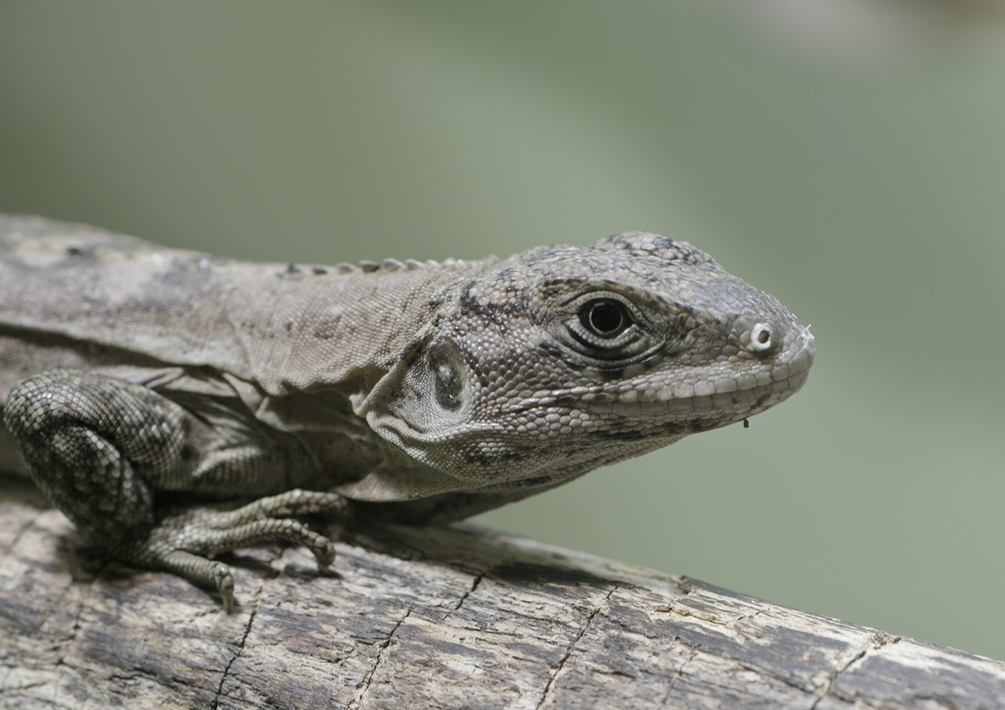 Utila spiny-tailed iguana hatchling