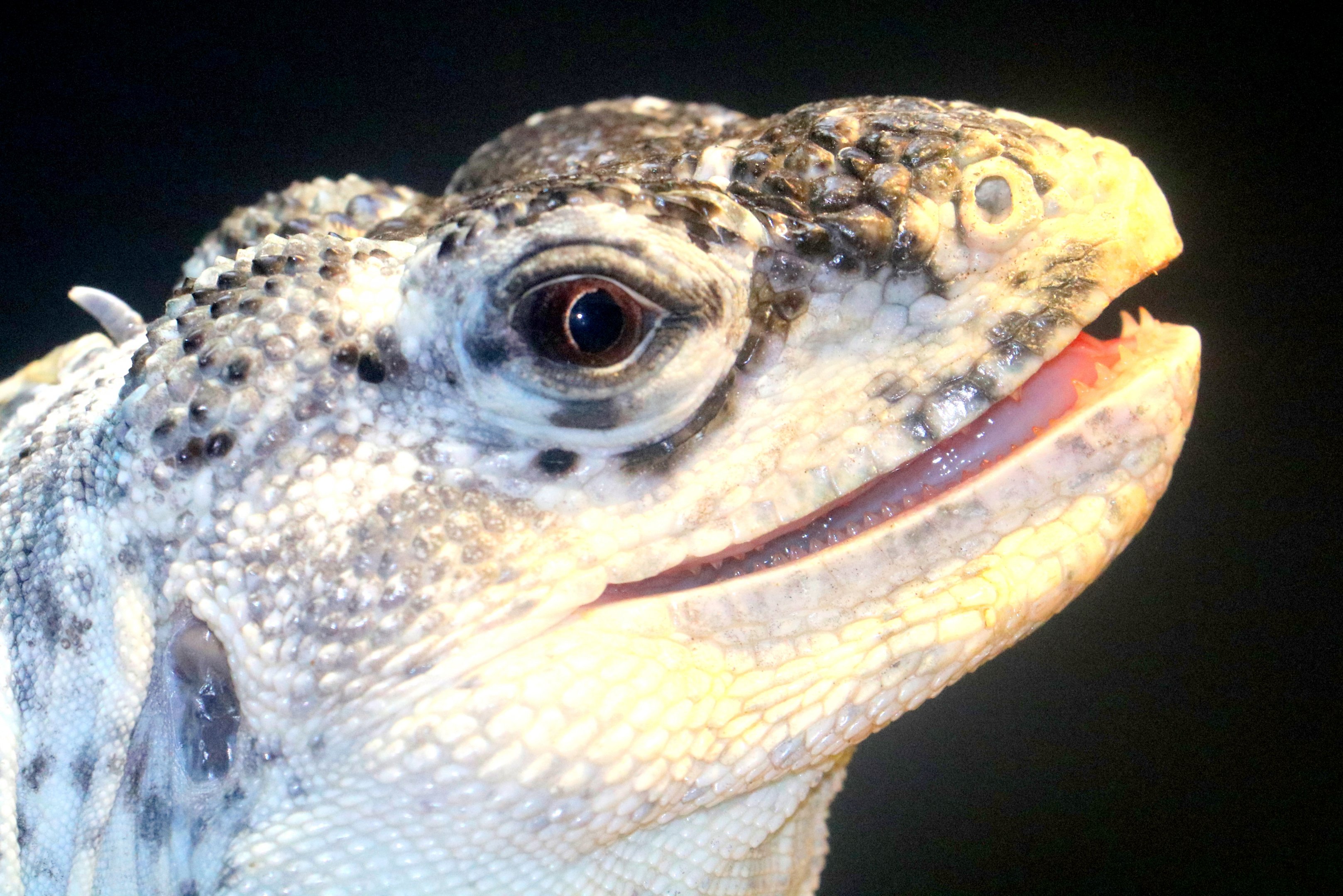 Utila spiny-tailed iguana;; London Zoo; 23rd June 2019