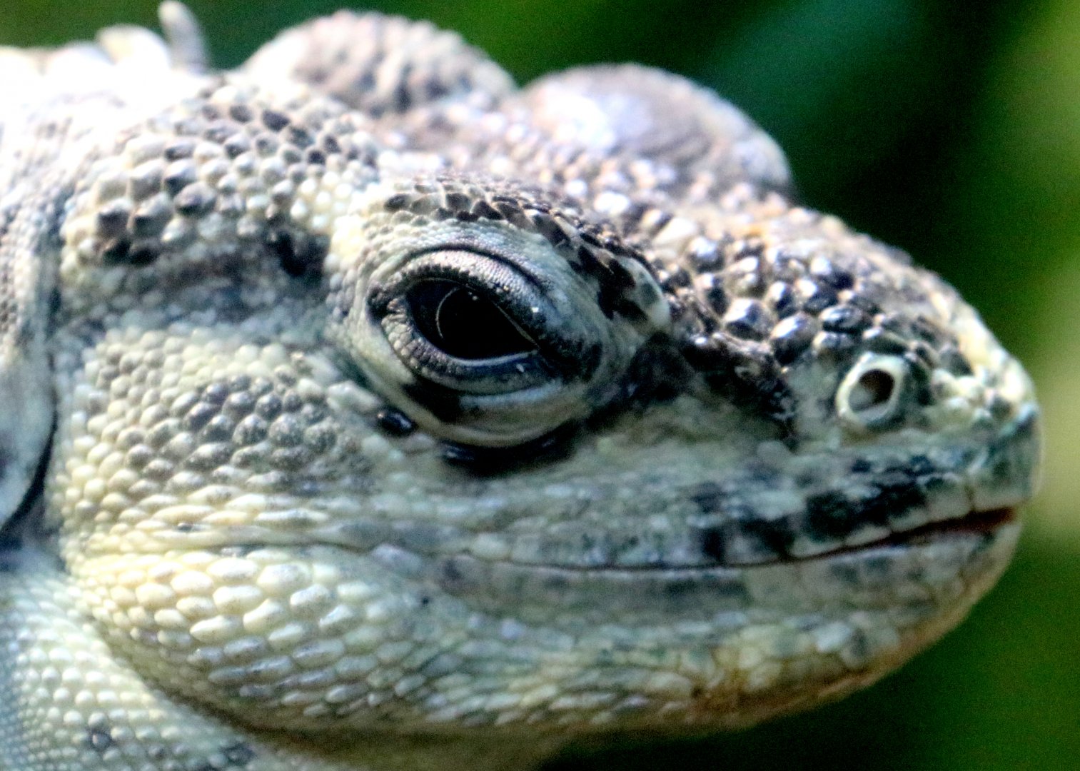Utila spiny-tailed iguana; London Zoo; 29th November 2019