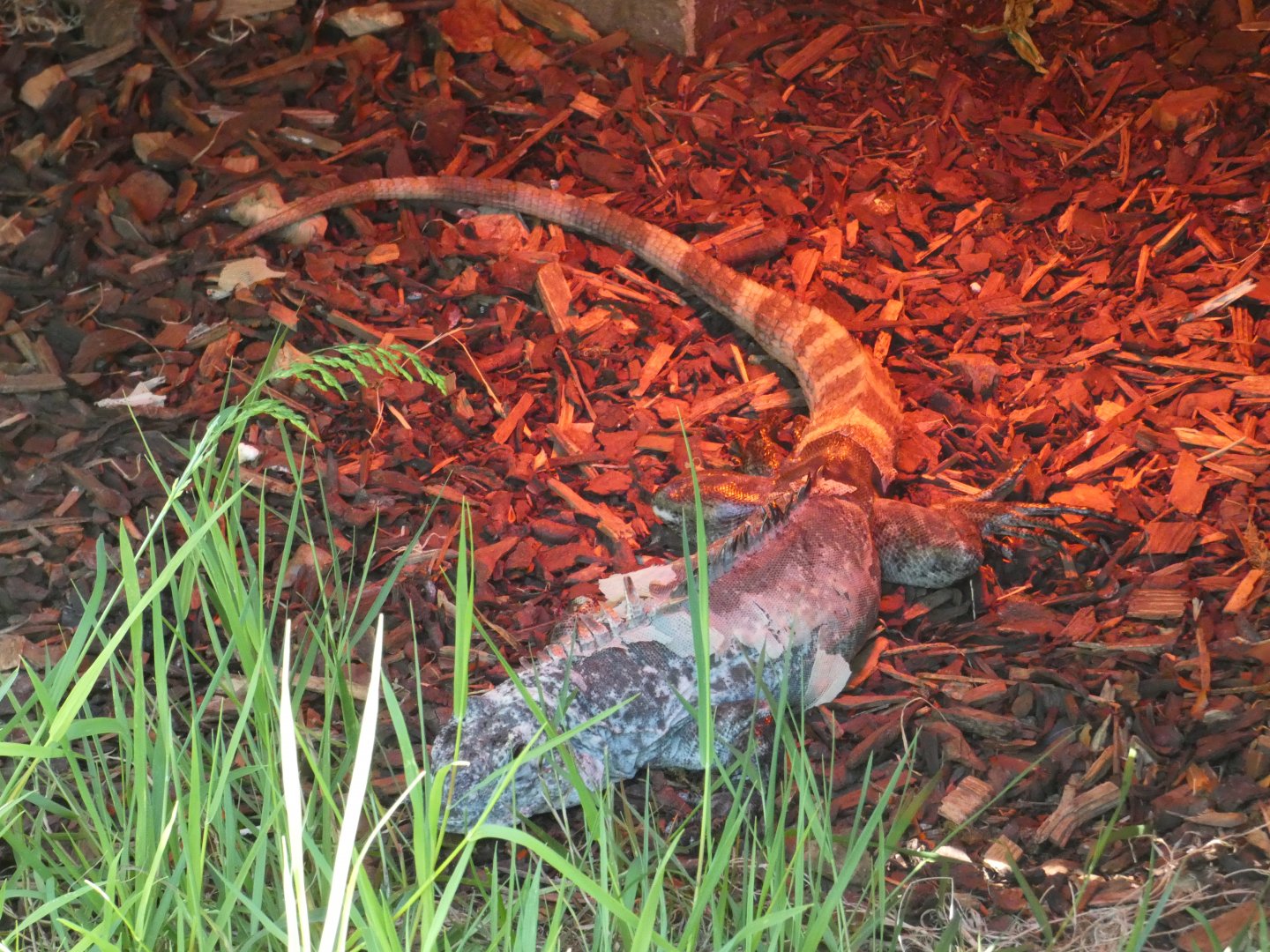 Utila spiny-tailed iguana outdoors