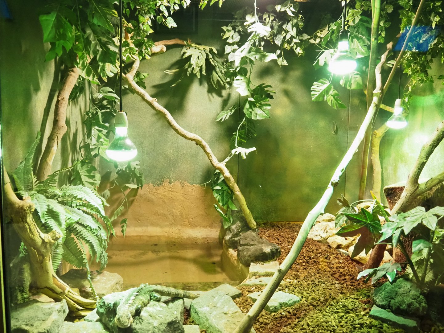 Utila spiny-tailed iguana terrarium, 2021-09-03
