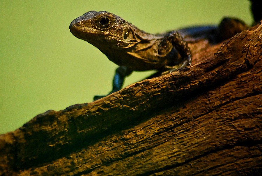 Utila spiny tailed Iguana youngster