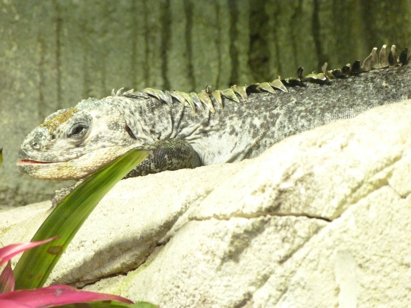Utila spiny-tailed iguana -ZooParc de Beauval (2025)