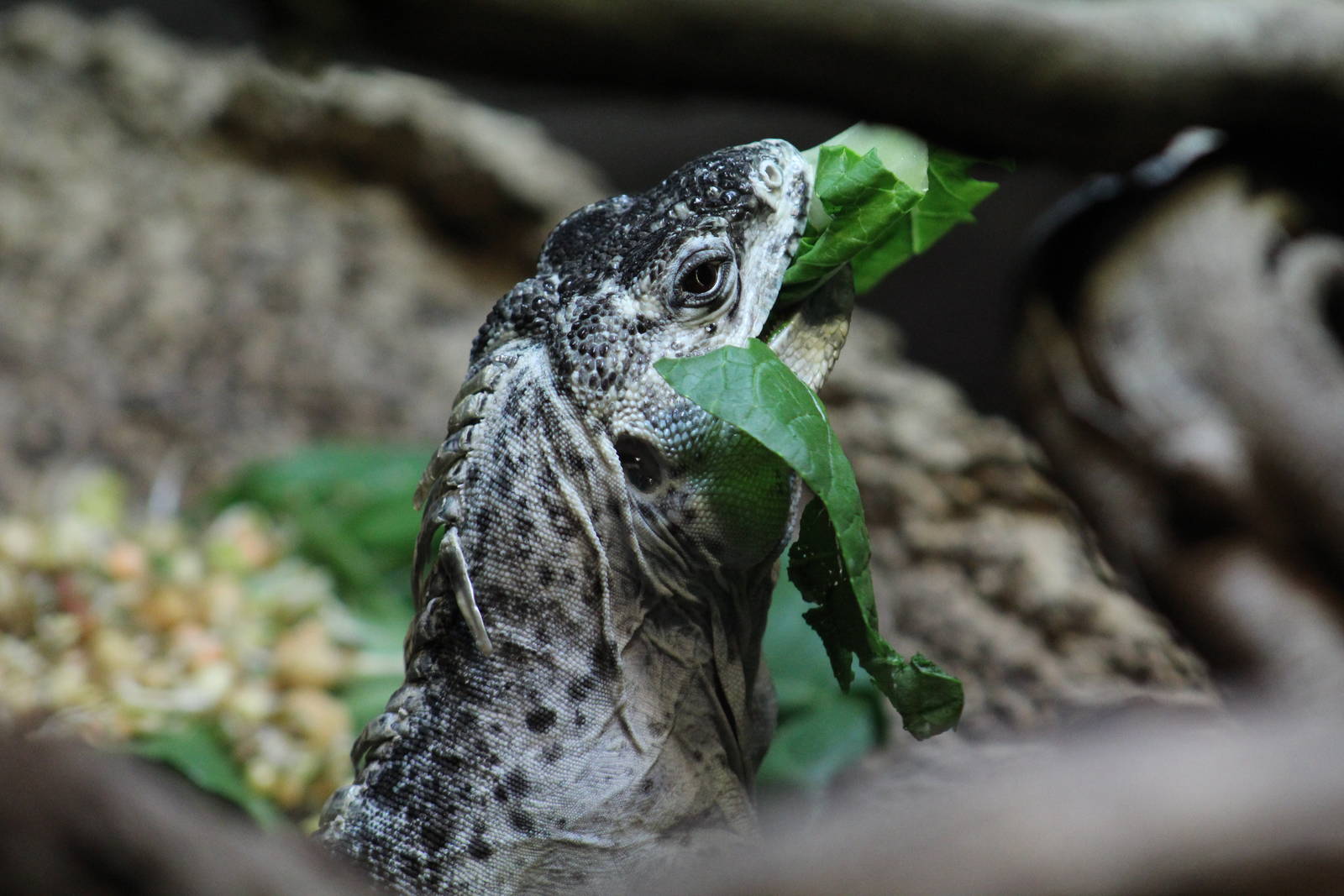 Utila Spiny-Tailed Iguana