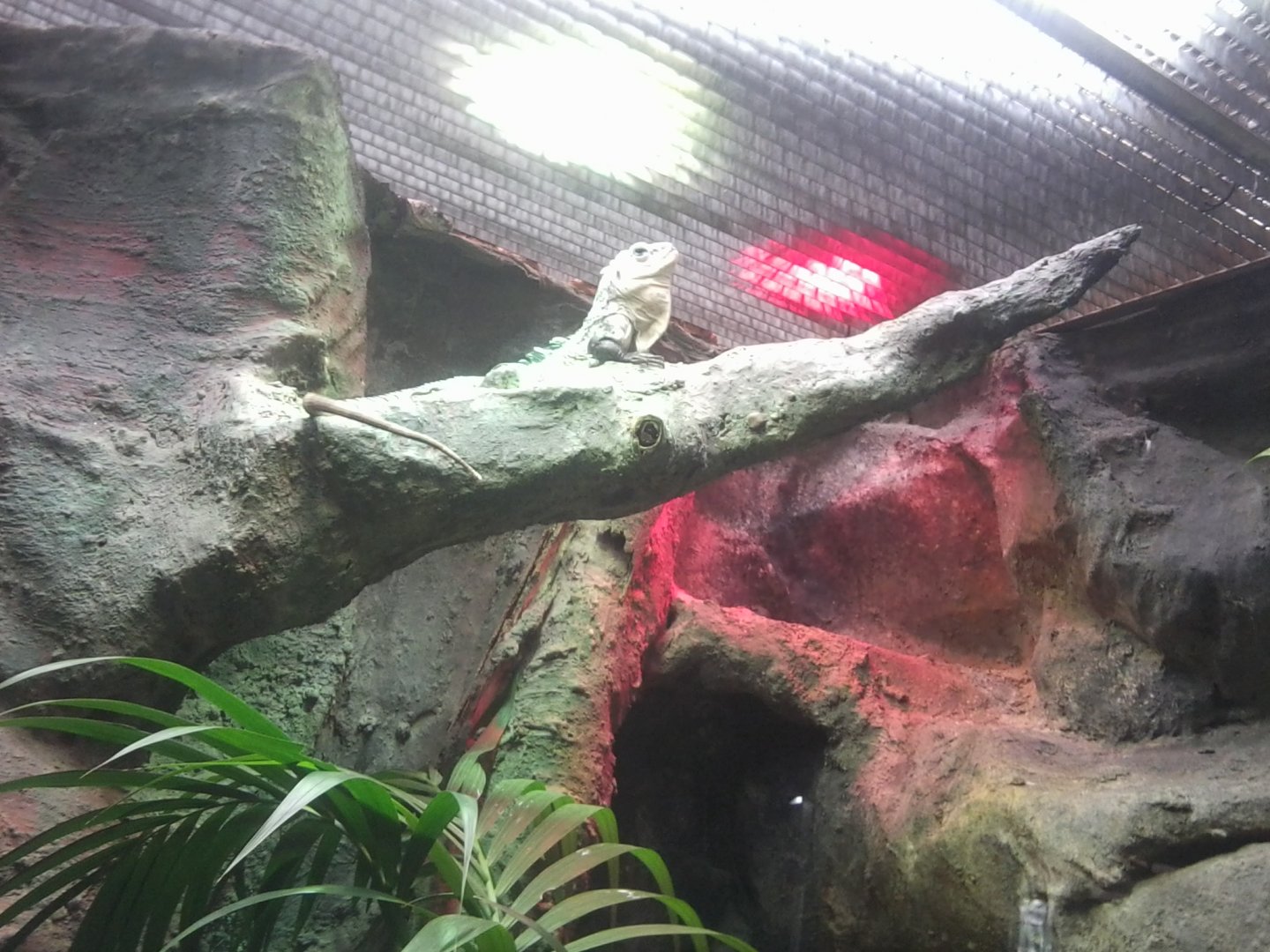 Utila spiny-tailed iguana