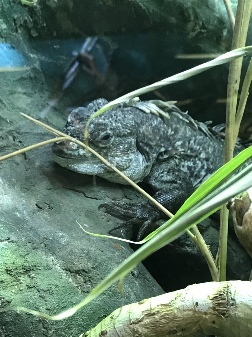 Utila spiny tailed iguana