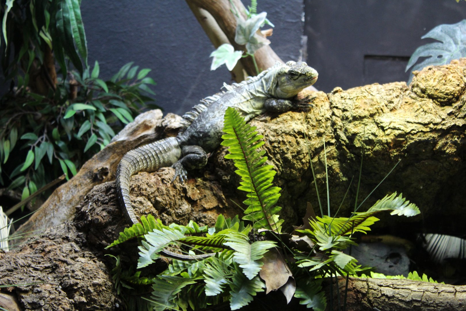 Utila Spiny-Tailed Iguana