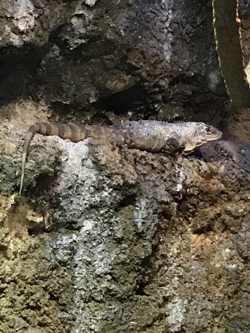Utila spiny-tailed iguana