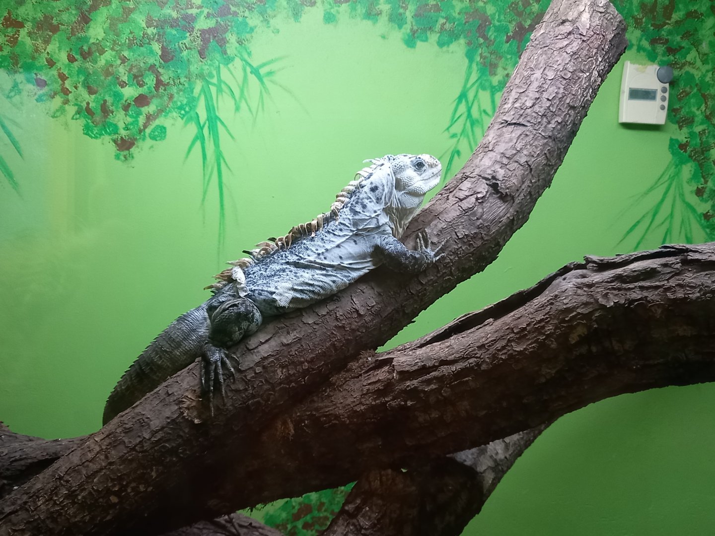 Utila Spiny-tailed Iguana