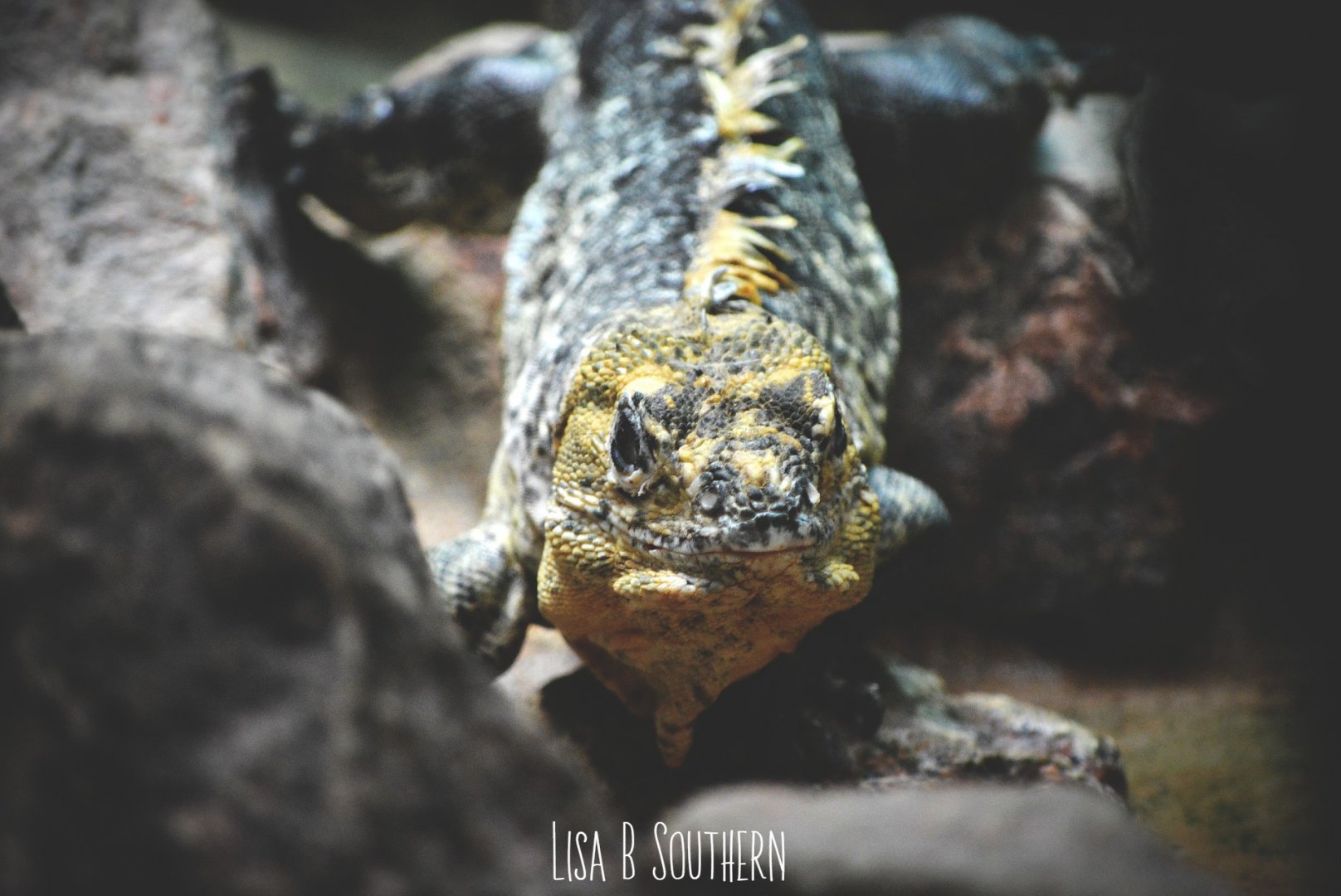 Utila Spiny-Tailed Iguana