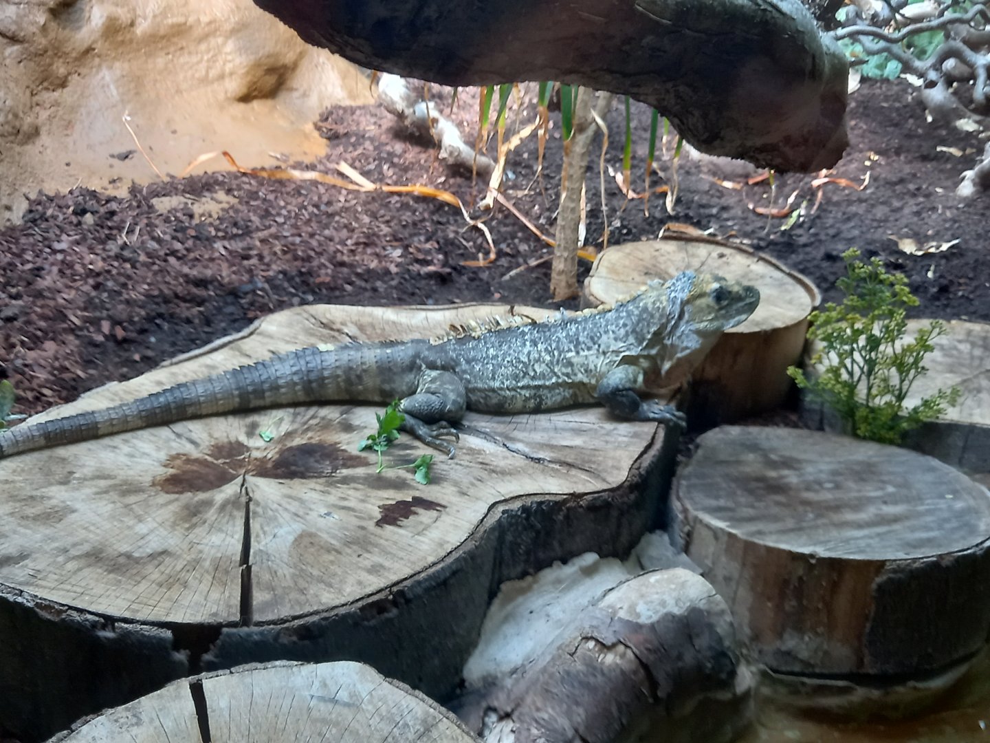 Utila Spiny-tailed Iguana