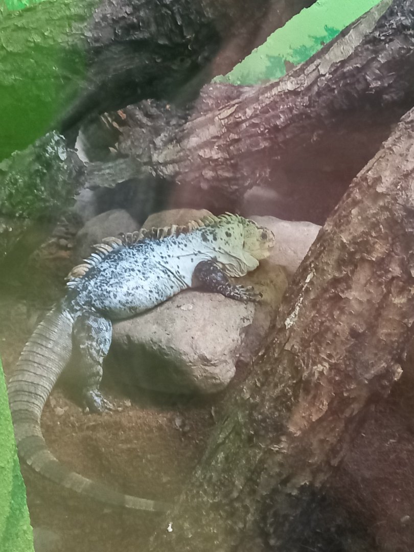 Utila Spiny-tailed Iguana