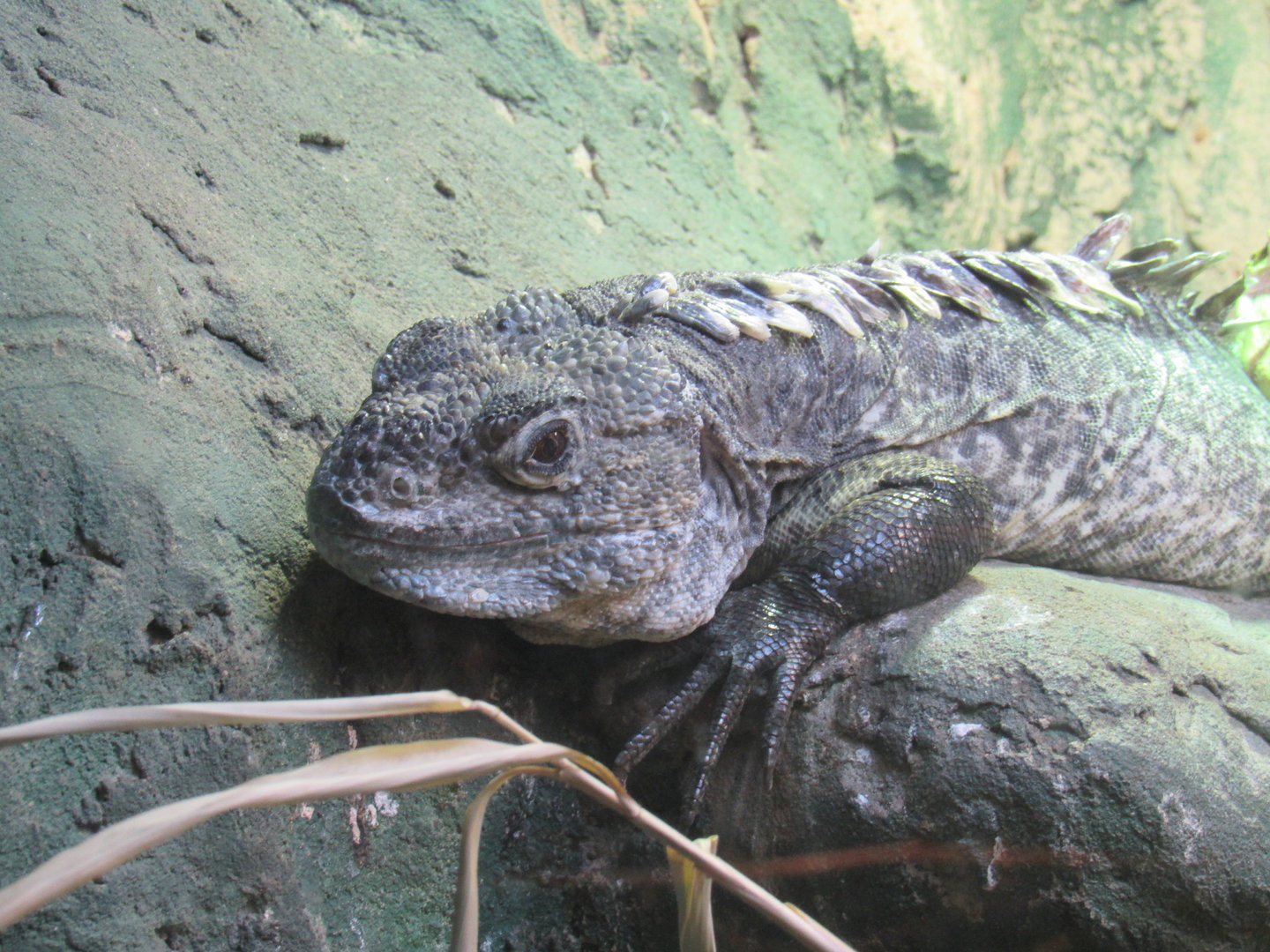 Utila Spiny-Tailed Iguana