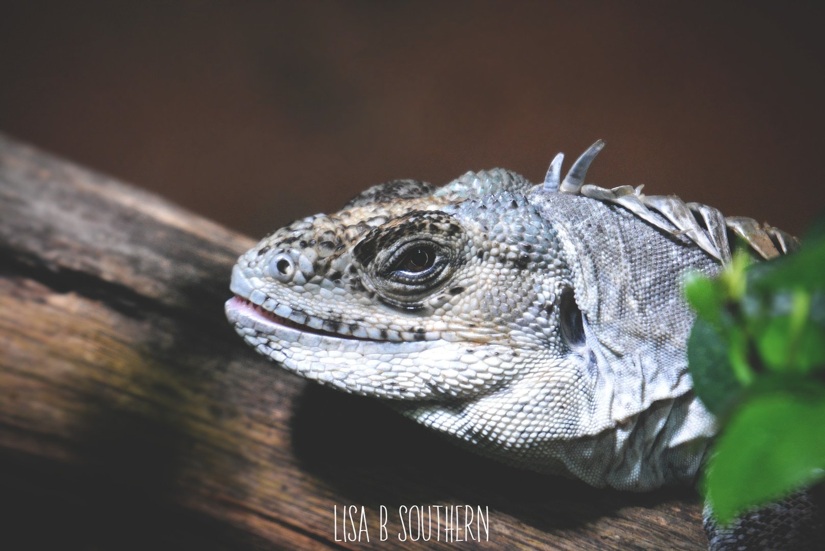 Utila Spiny Tailed Iguana