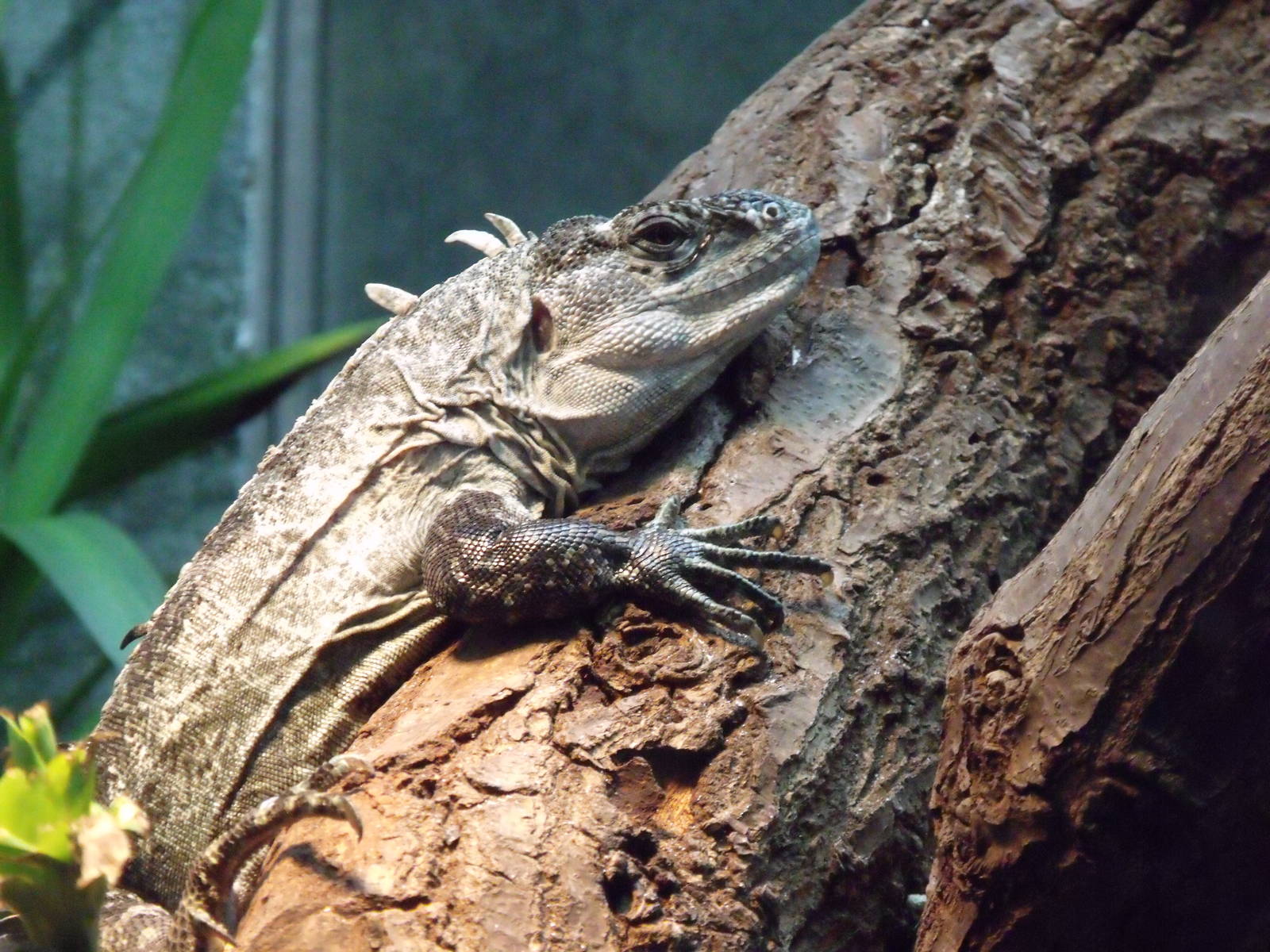 Utila Spiny-Tailed Iguana
