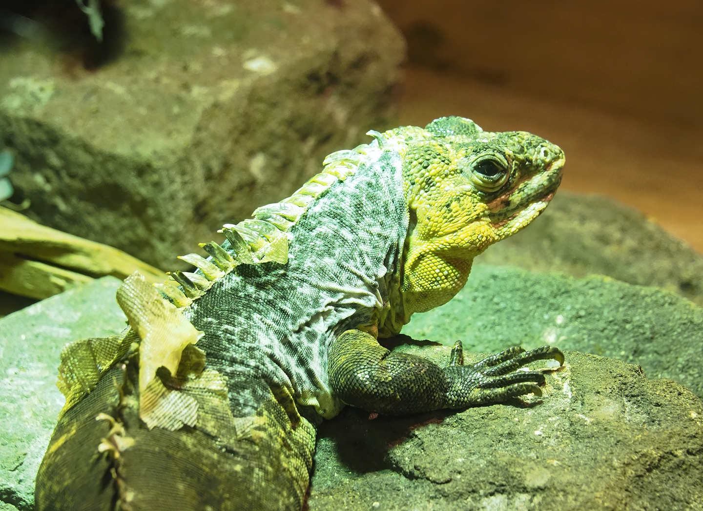 Utila spinytail iguana (Ctenosaura bakeri), 2023-05-15