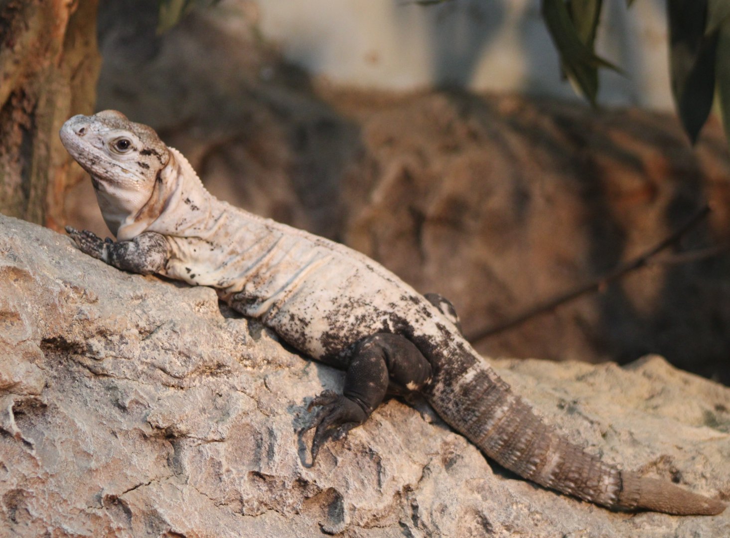 Utila spinytail iguana - Ctenosaura bakeri