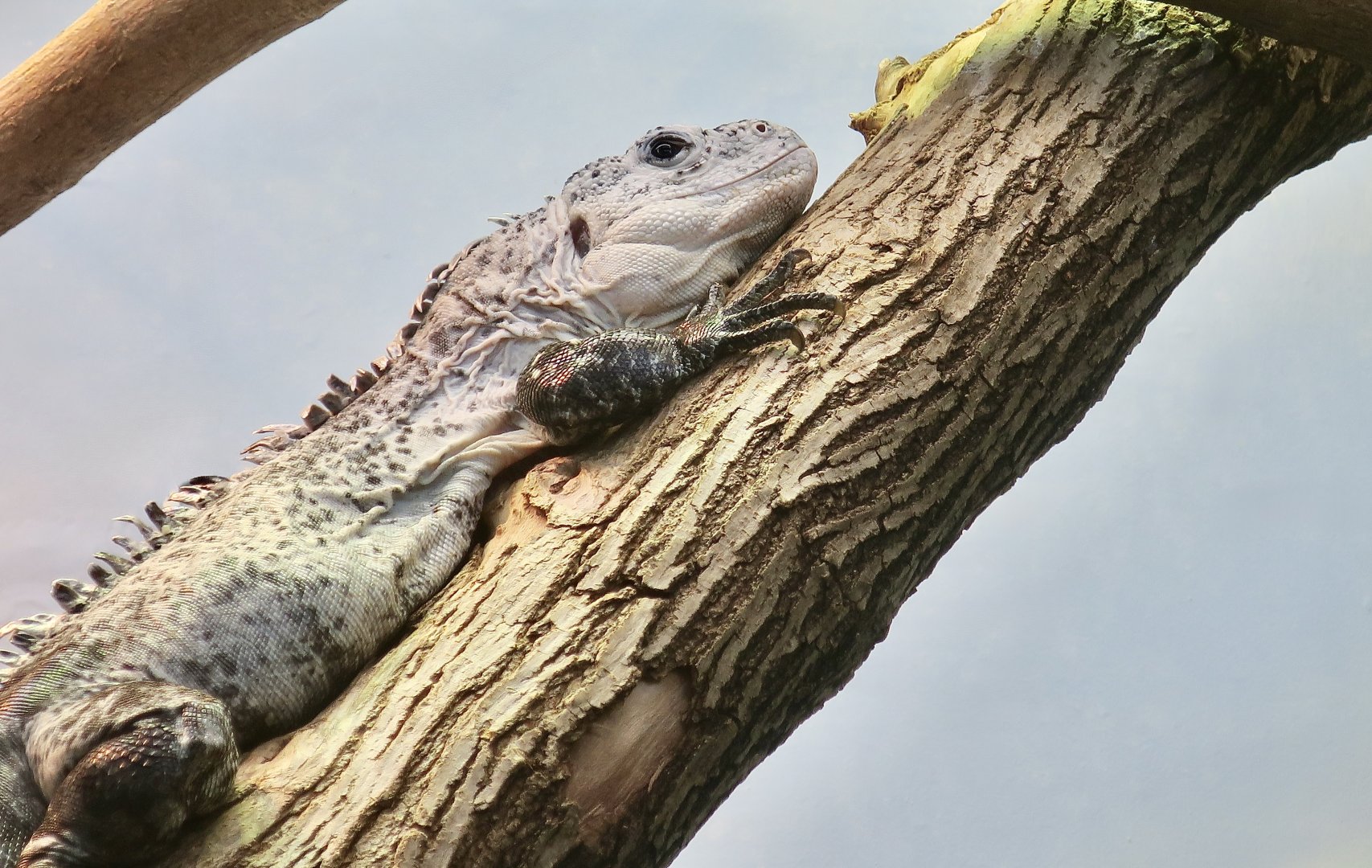 Utila Spinytail Iguana (Ctenosaura bakeri)
