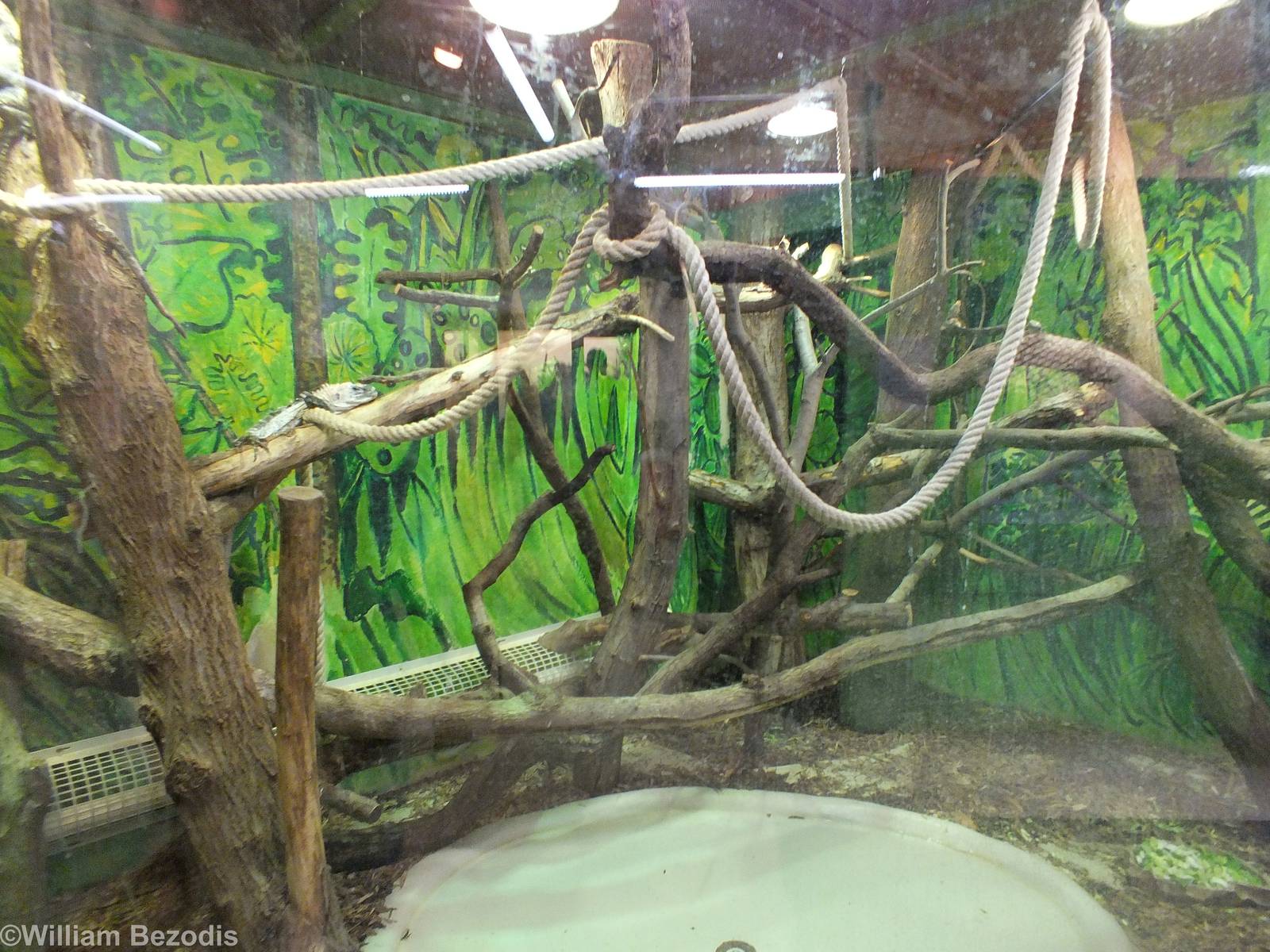 Utila Spinytail Iguana Enclosure