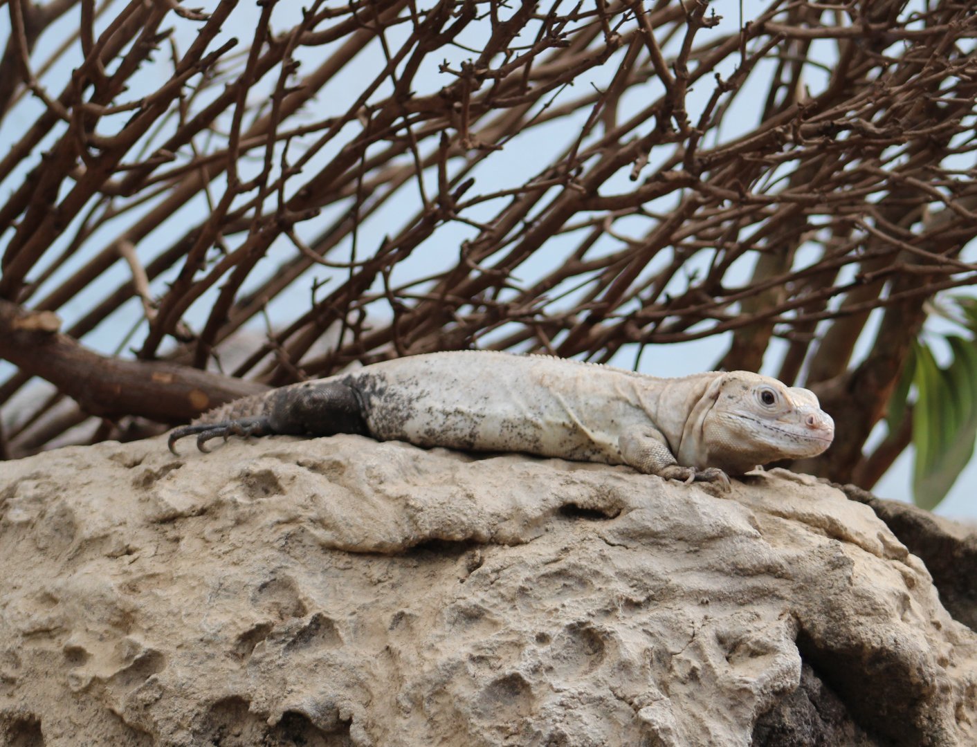 Utila spinytail iguana